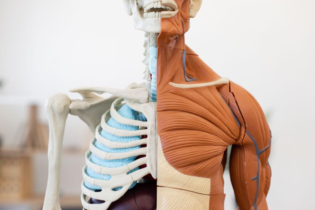 Anatomical model showing half human skeleton and half muscular system for kinesiology and anatomy education